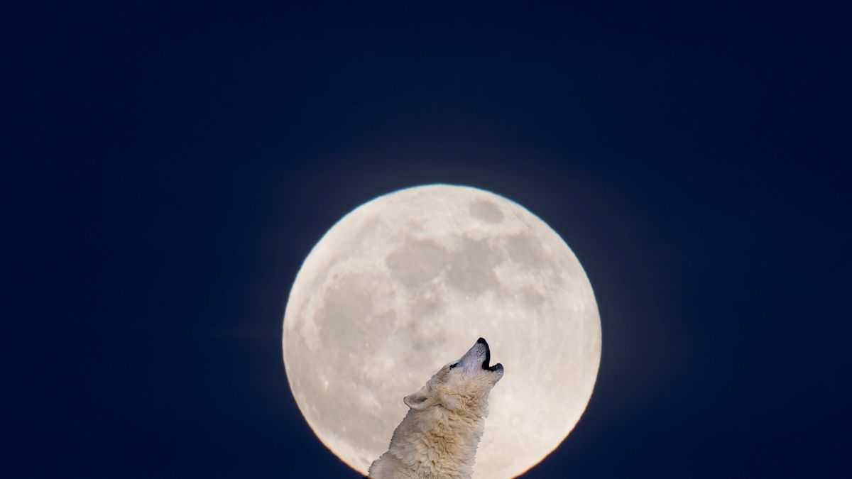Cuándo ver el máximo de la Luna del Lobo
