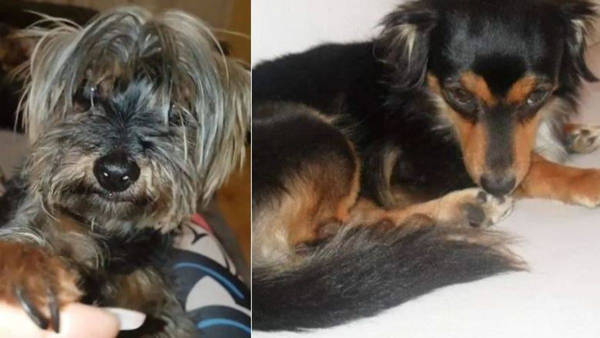 Mueren dos perros aterrados por el ruido de los petardos en Nochevieja, Reyna y Leyko