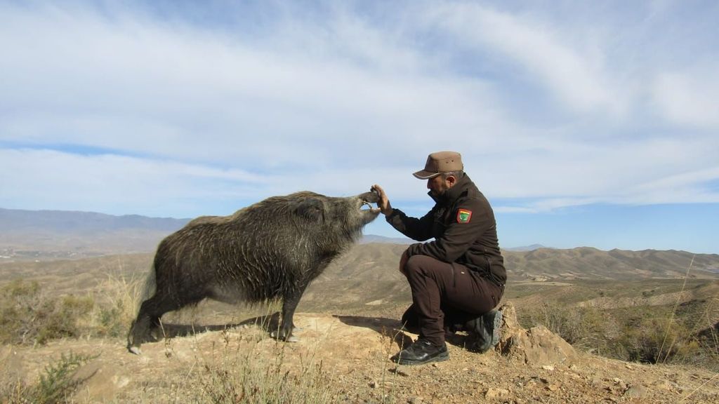 Juan Carlos y Nico, la amistad de un guarda rural y un jabalí en Almería