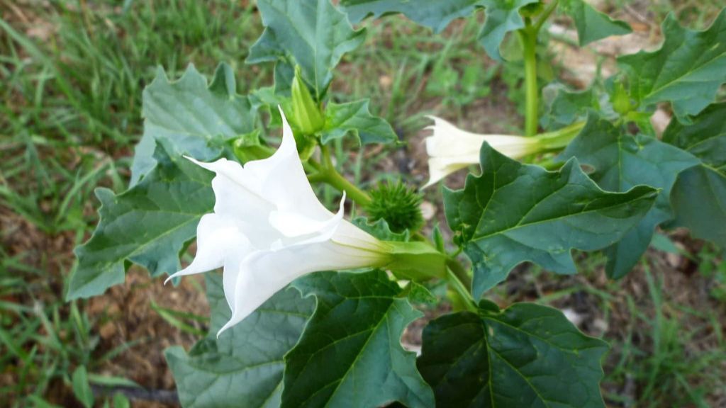 El estramonio es una planta invasora originaria de América.