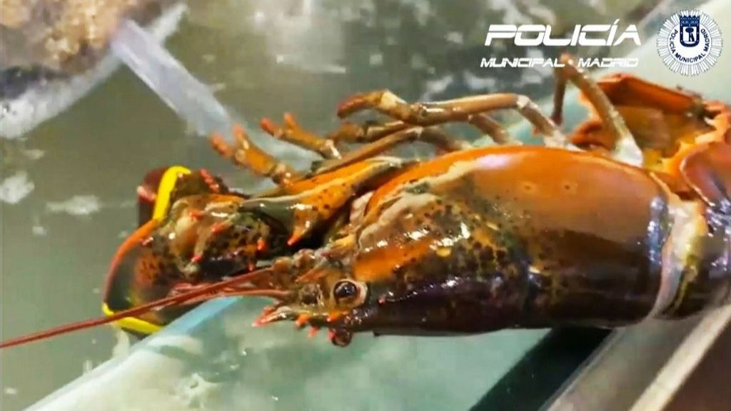 Operación Nemo: acuarios turbios y 120 kilos de cangrejos y peces prohibidos en locales asiáticos de Usera