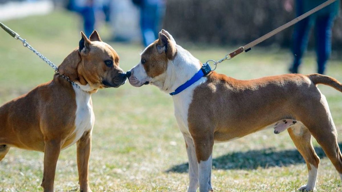 American Stafforshire Terrier