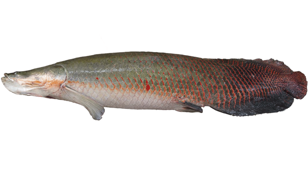 Arapaima gigas