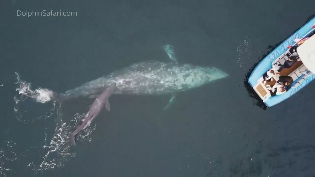 Un avistamiento ‘único en la vida’: graban desde un barco el nacimiento de una cría de ballena gris