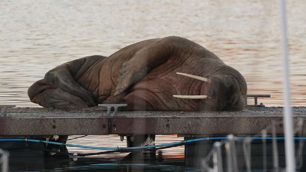 Una morsa del Ártico nombrada 'Thor' apareció en Nochevieja en la costa de Inglaterra