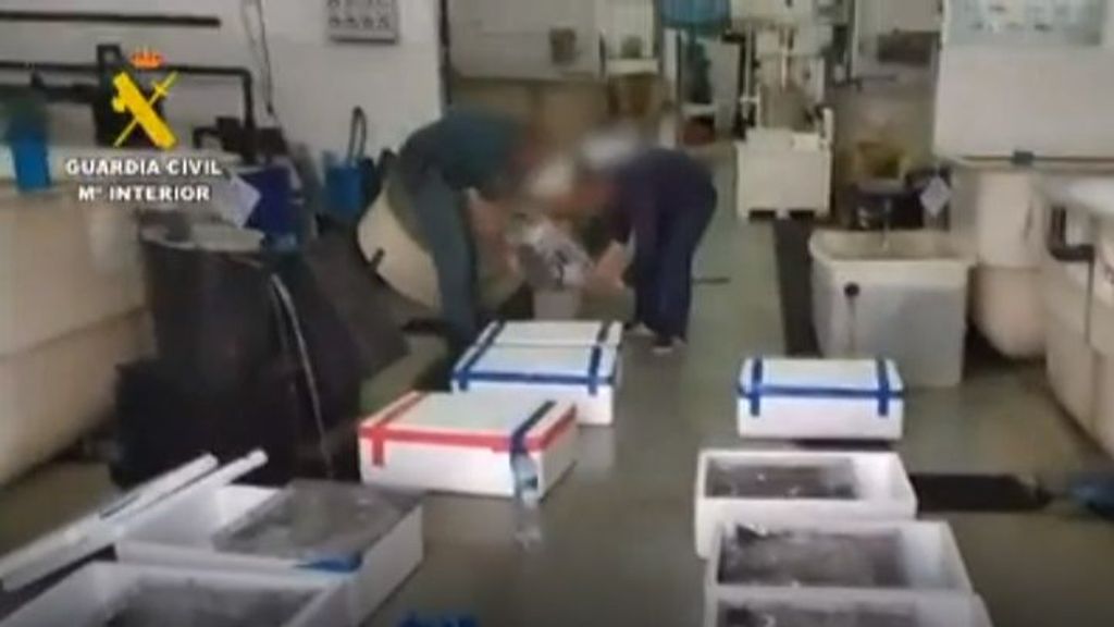 A prisión dos detenidos tras incautar 192 kilos de angulas de contrabando en el Puerto de Algeciras