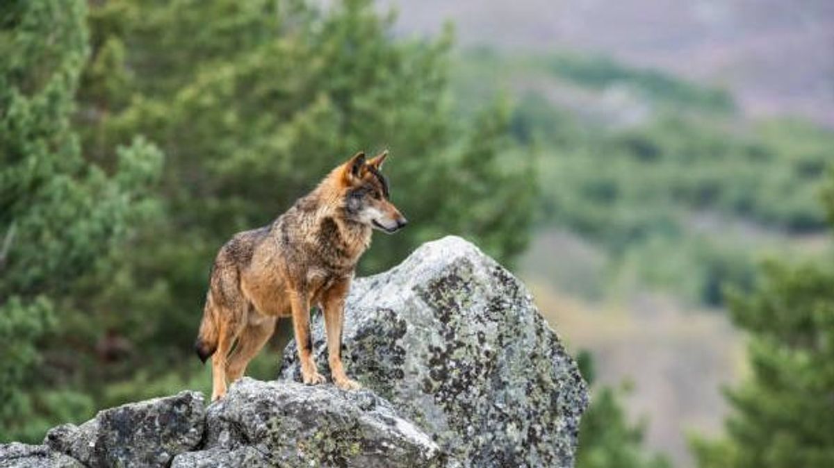 Investigan la muerte de una hembra de lobo ibérico encontrada en Picos de Europa