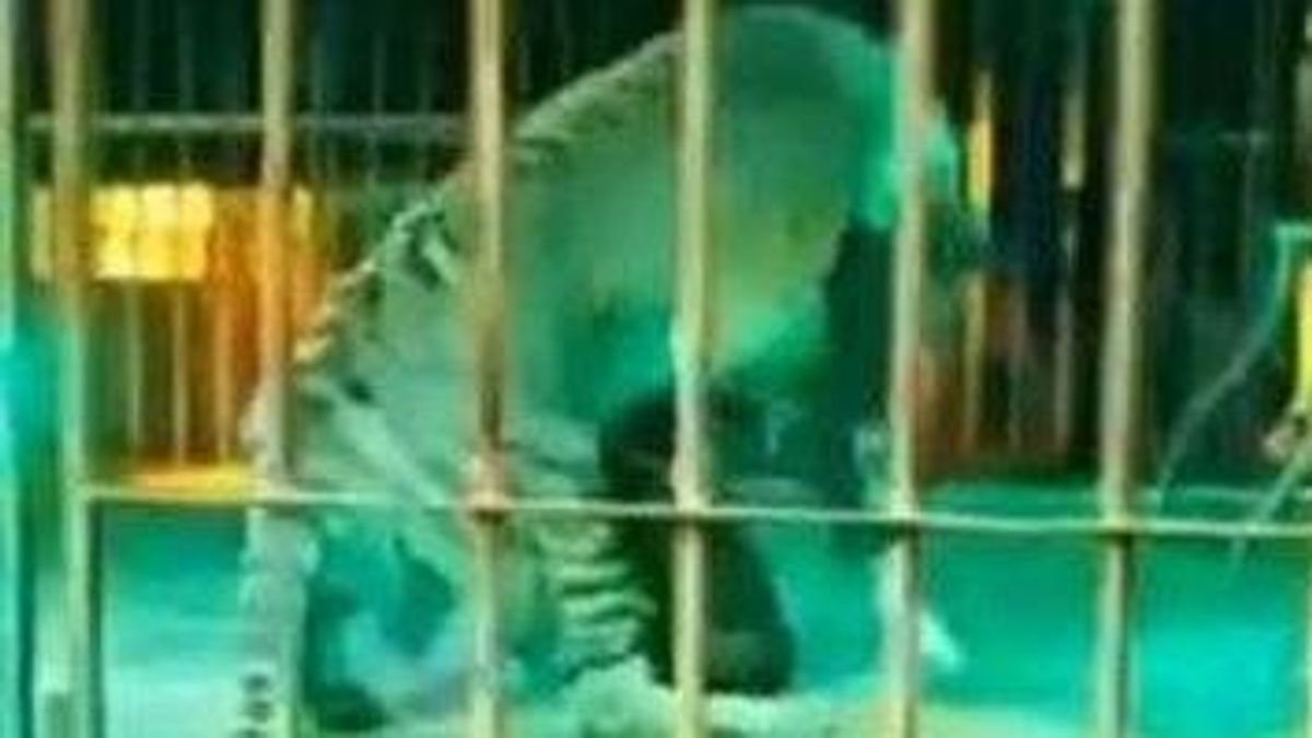 Un tigre ataca a un domador durante un espectáculo en el circo: el hombre está grave