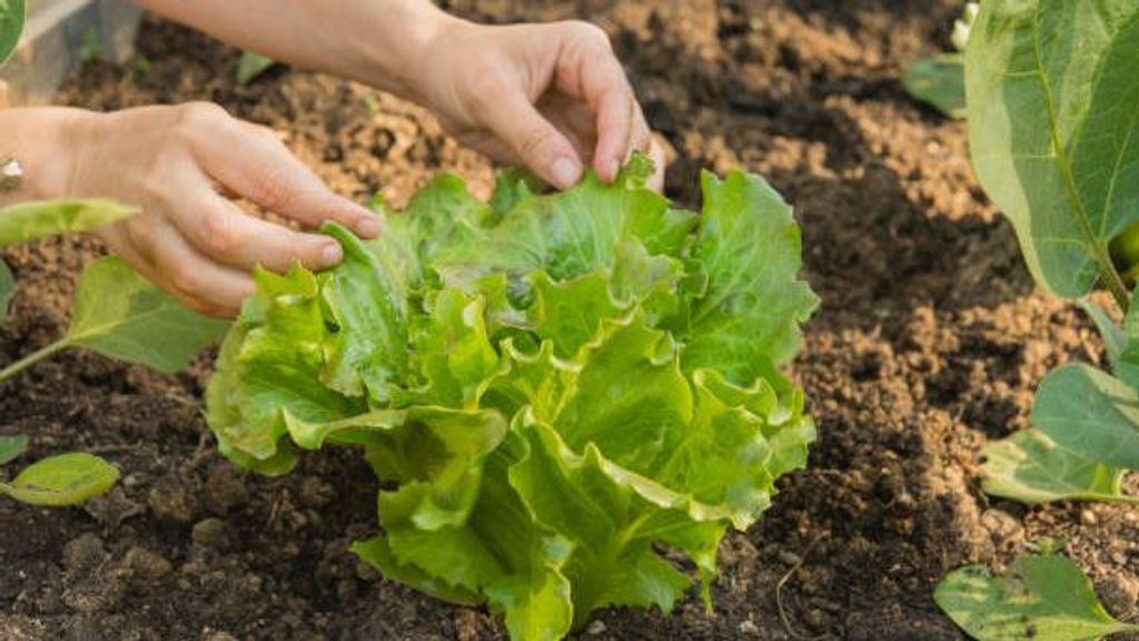 Las lechugas tienen partículas tóxicas provenientes del desgaste de los neumáticos