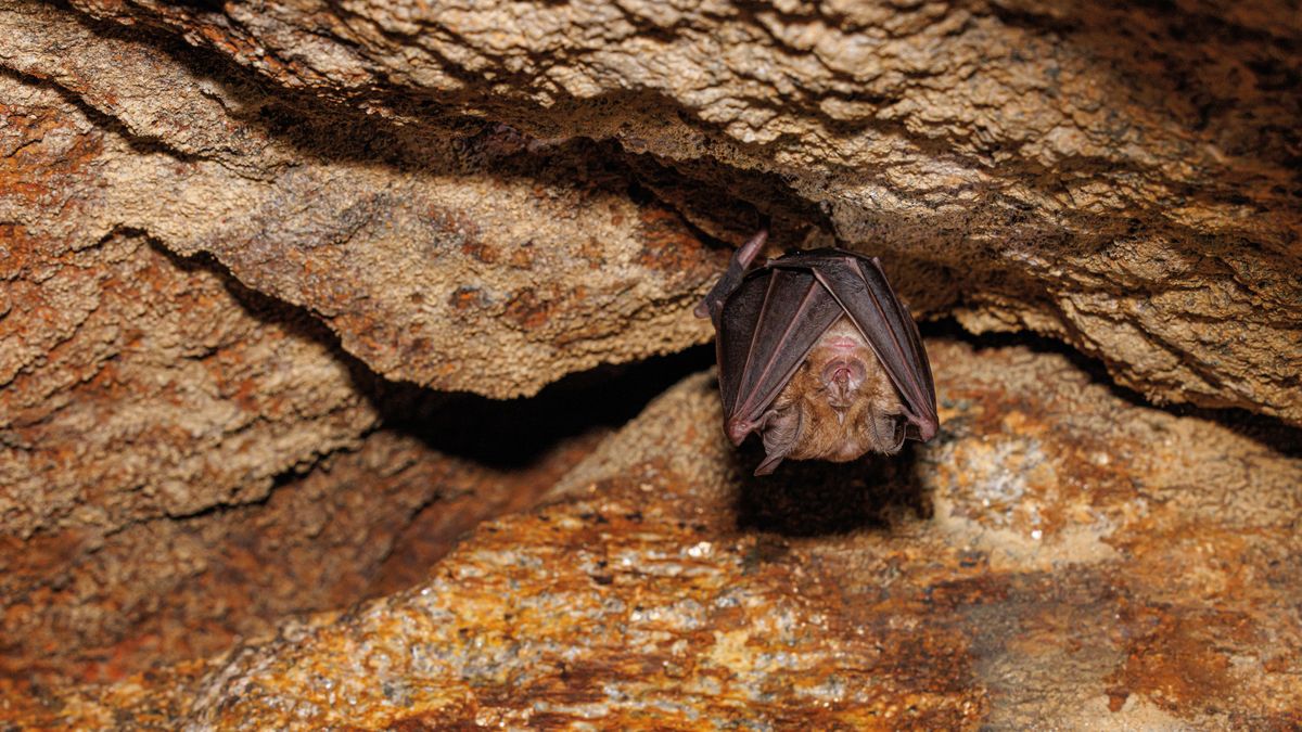 Muere una niña de 8 años por rabia silvestre tras la mordedura de un murciélago en México