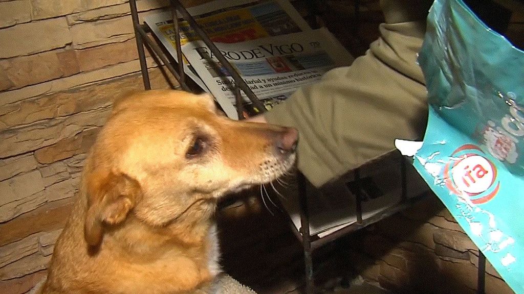 Los vecinos de la parroquia gallega de Tui se unen para que no les quiten a la perrita Lúa