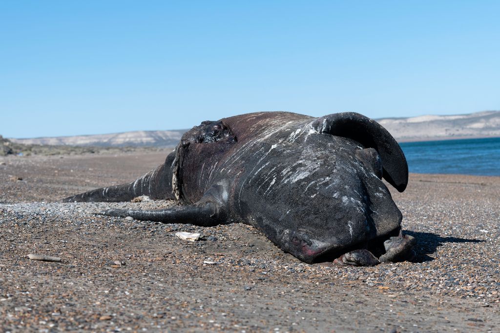 Una enorme ballena jorobada aparece en una playa de Nueva Jersey