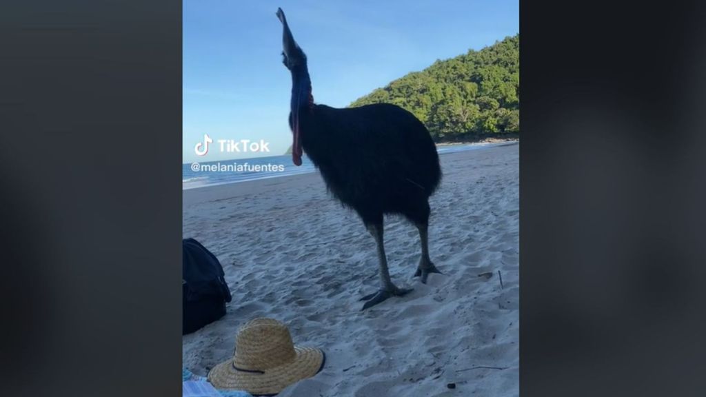 El ave más peligrosa del mundo