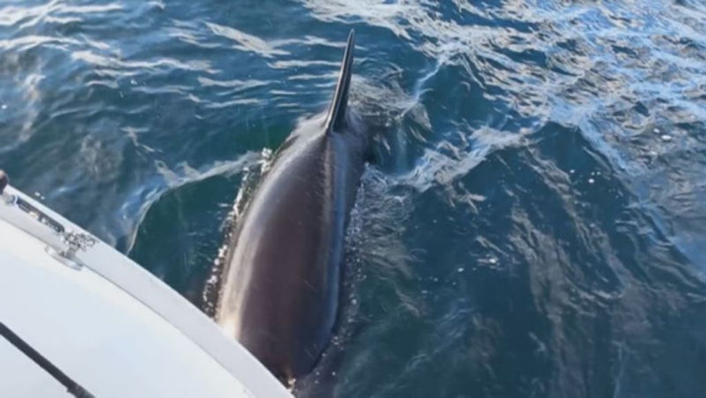 Orca interaccionando con un velero