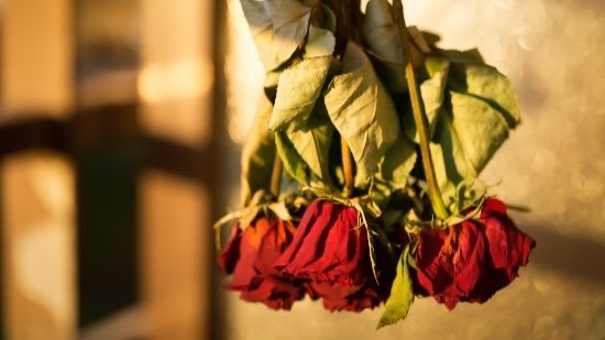 Una buena idea será colocar las rosas boca abajo.