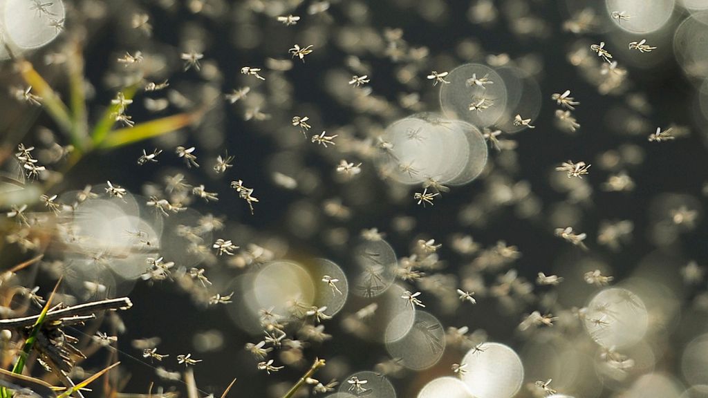 El invierno cálido adelanta la floración y los insectos en España