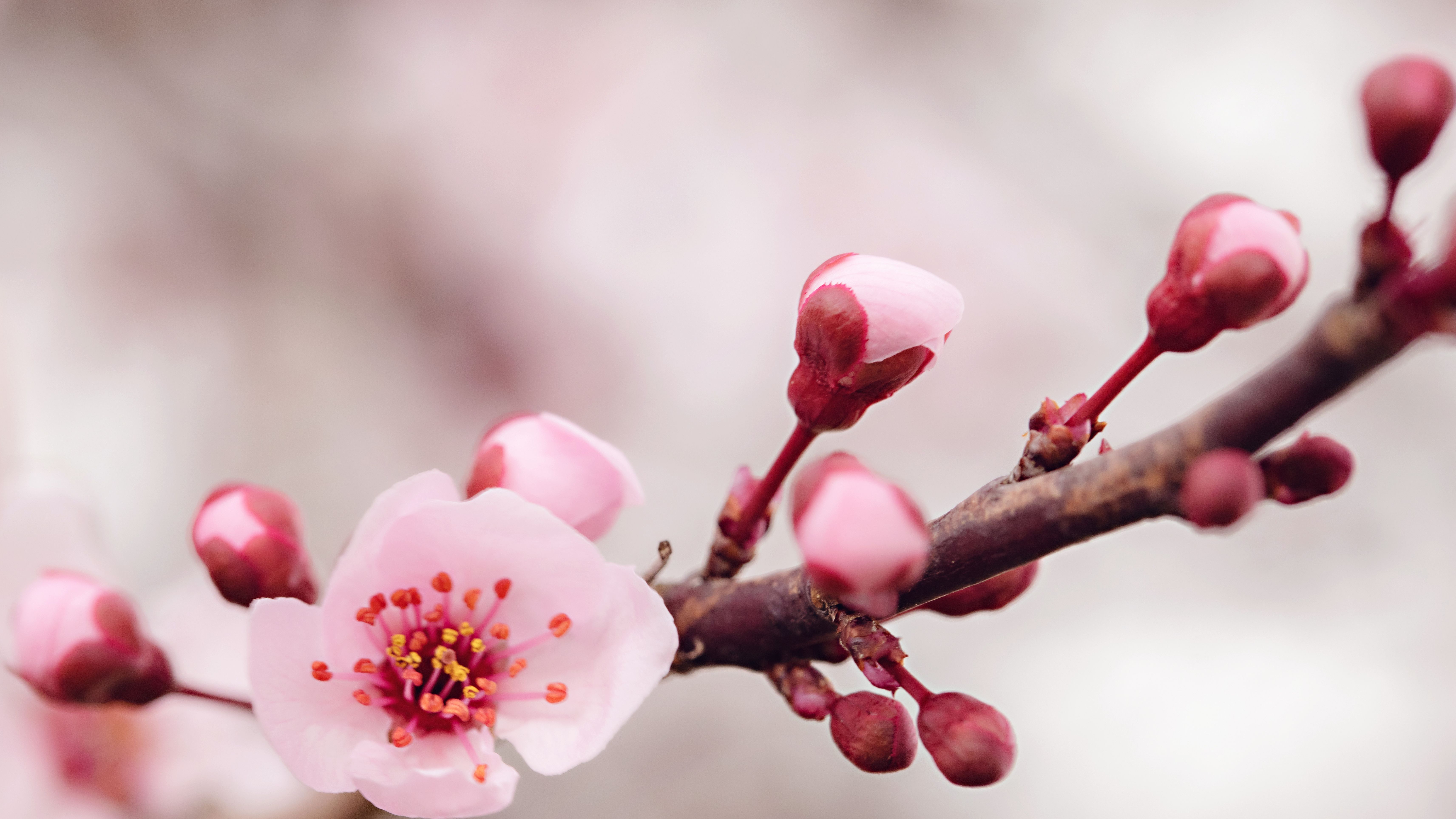 Florece antes de tiempo en Cataluña