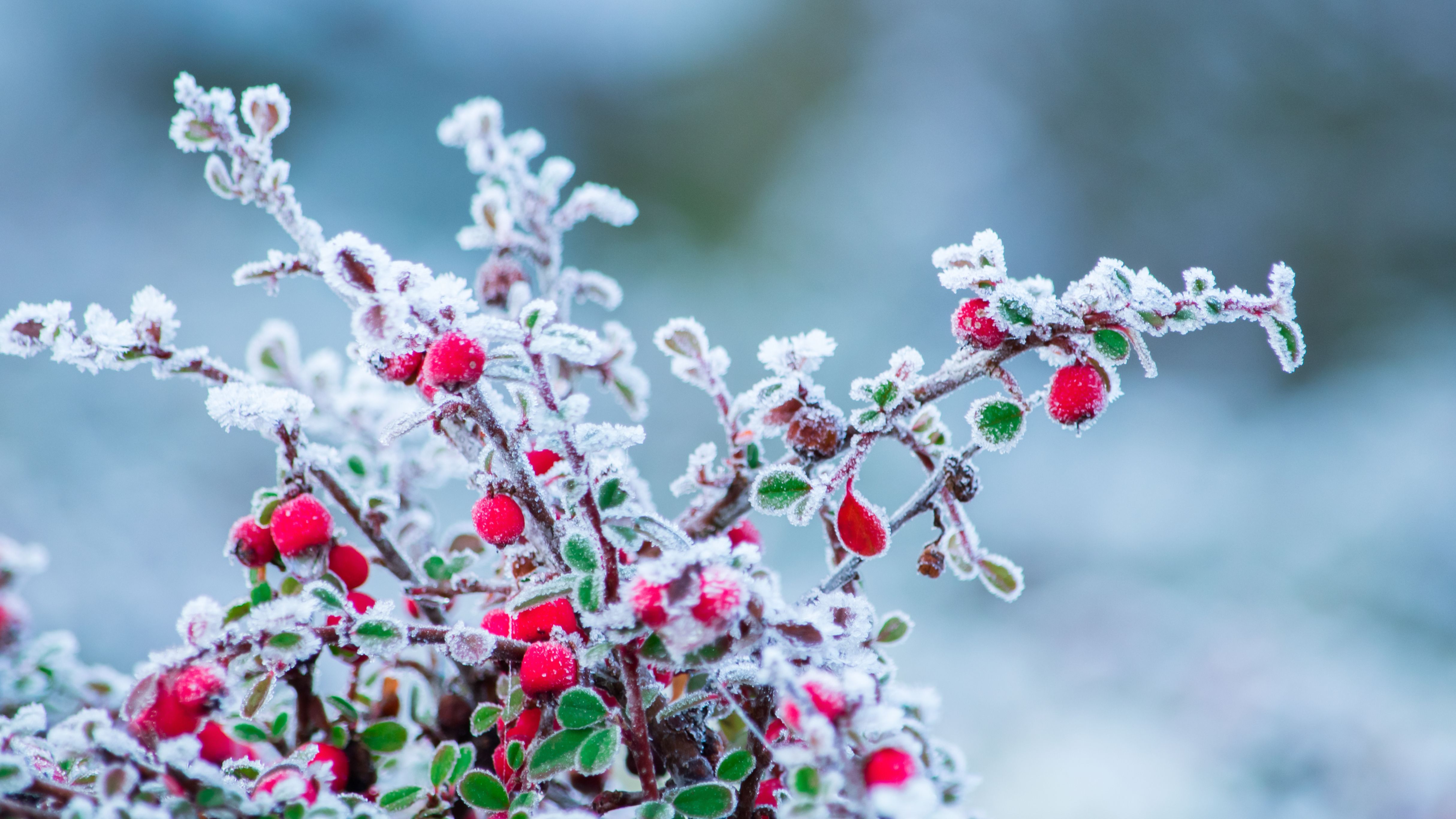 Florece antes de tiempo en Cataluña