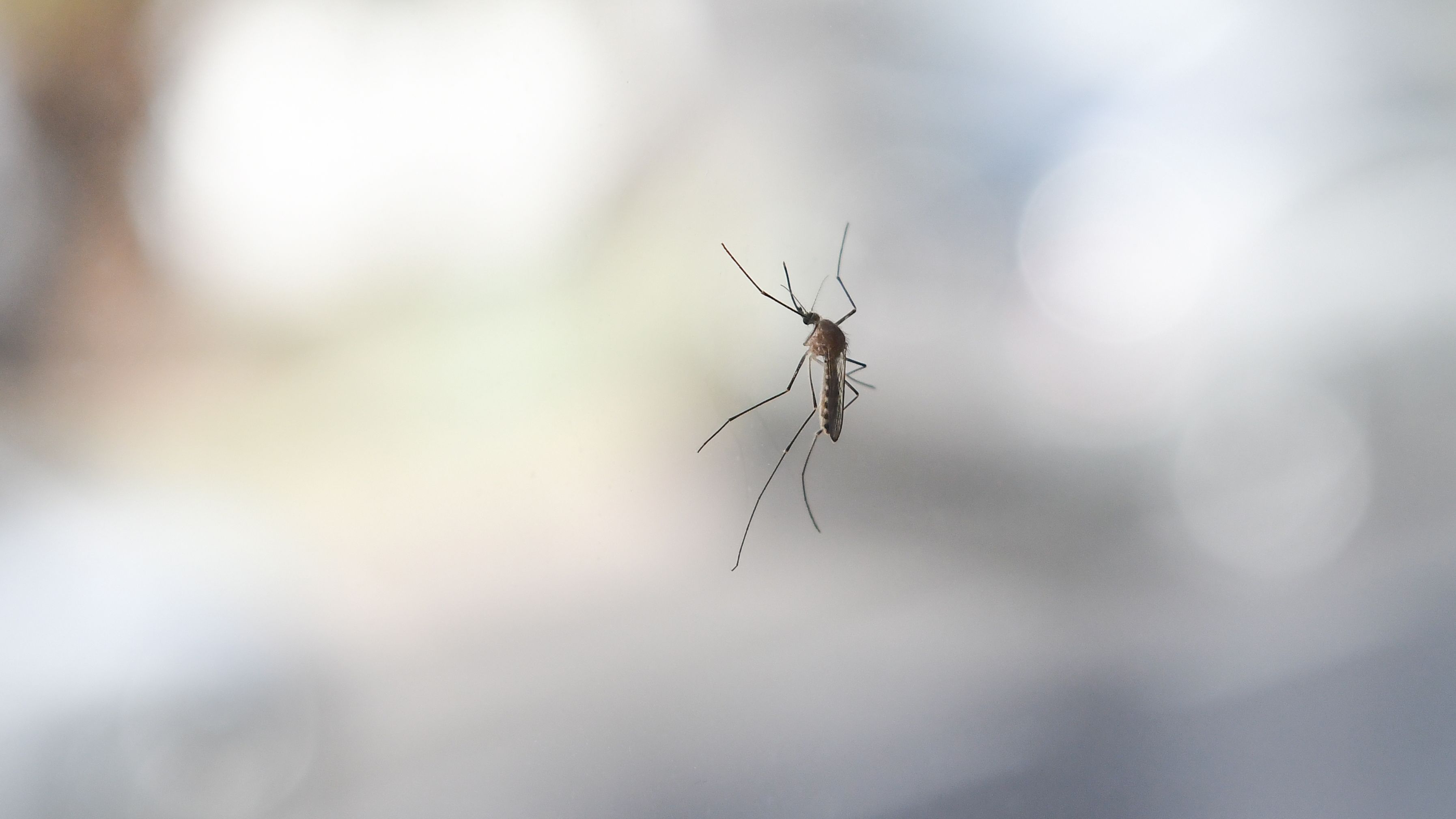 La procesionaria y los mosquitos se adelantan