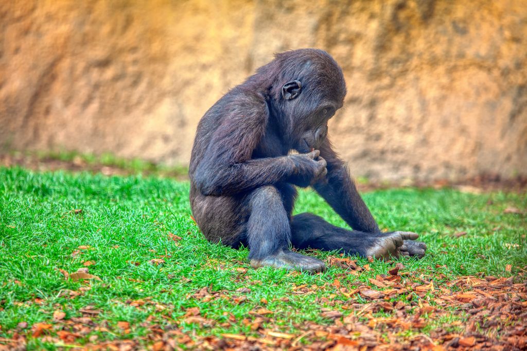 Nace en Inglaterra un chimpancé de una especie en peligro crítico de extinción