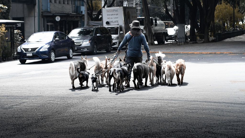 Paseador de perros