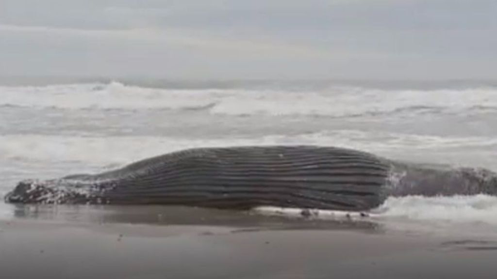 Nueva ballena varada en una playa de Nueva Jersey
