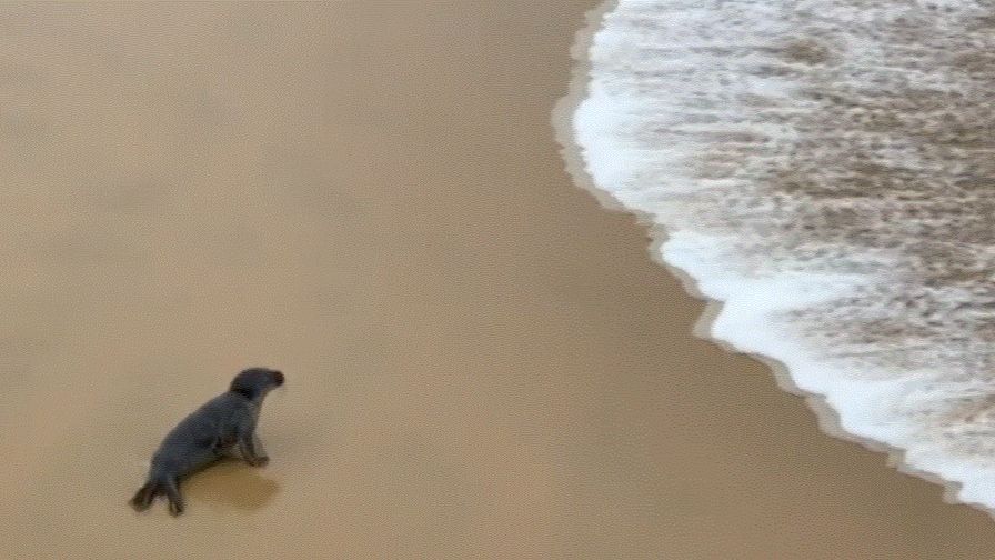 La foca que ha sorprendido en pleno temporal Fien en la playa de la Concha de San Sebastián