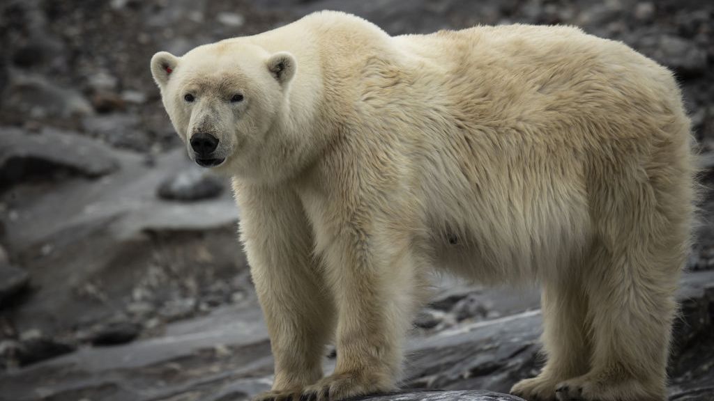 Un oso polar en Alaska
