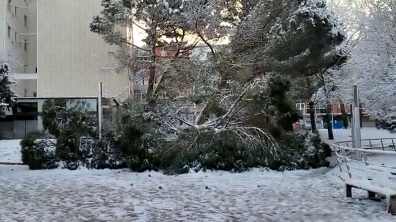 El temporal provoca la caída de un gran árbol en Burgos: dos personas heridas