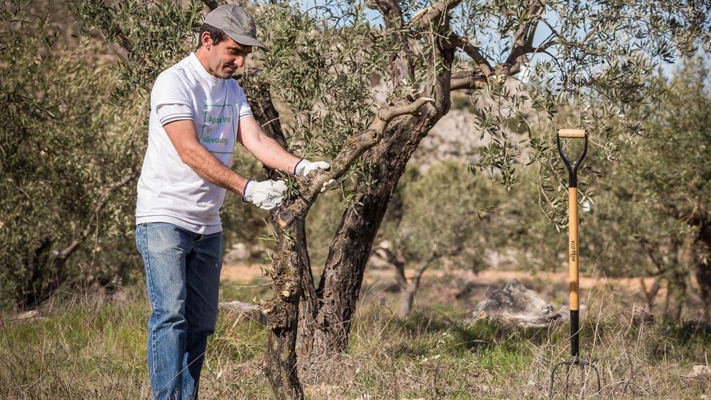 Cómo apadrinar un olivo ayuda a construir un turismo sostenible