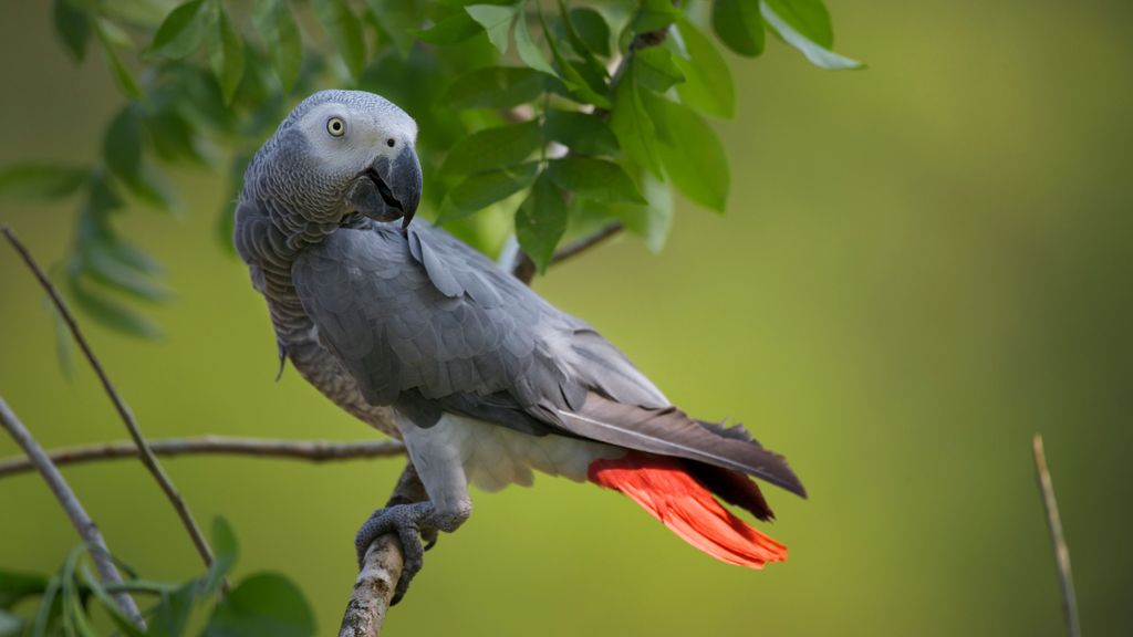 Imagen de archivo de un loro yaco