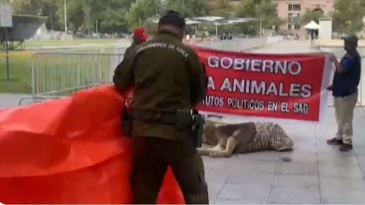 Depositan el cuerpo de un león muerto frente al palacio presidencial de Chile en una protesta