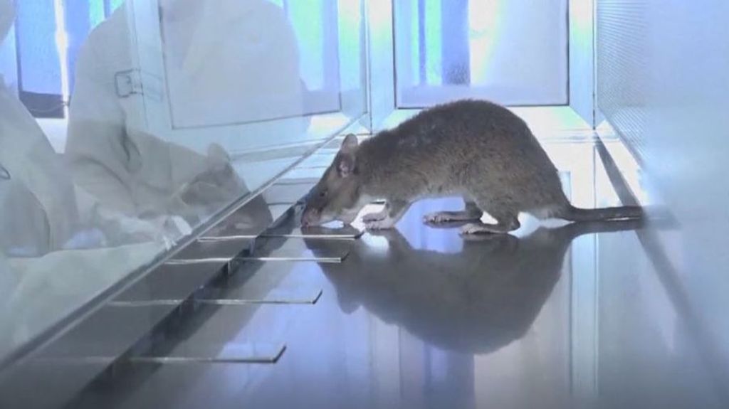 Entrenan a ratas gigantes para detectar enfermedades en tiempo récord: apuntan a su sensibilidad en el olfato