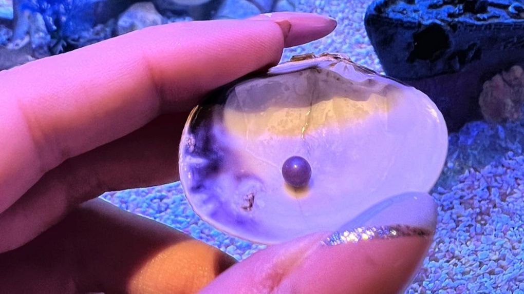 La perla, junto a la concha de la almeja.