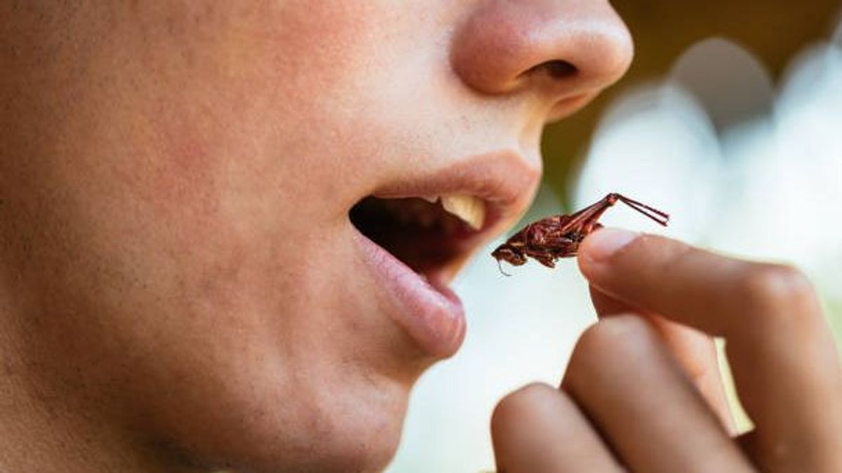 Actualmente, en España, se permite la venta y consumo de cuatro tipo de insectos Actualmente, en España, se permite la venta y consumo de cuatro tipo de insectos