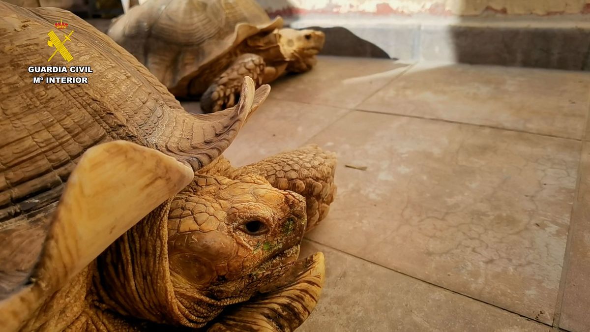 Tortugas intervenidas Tortugas intervenidas