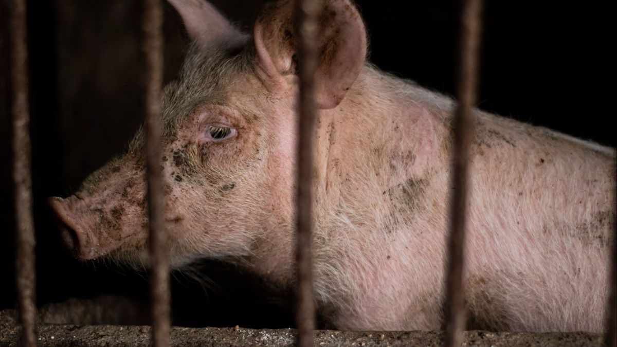 Muere un carnicero tras ser atacado por el cerdo al que intentaba sacrificar en el matadero en Hong Kong