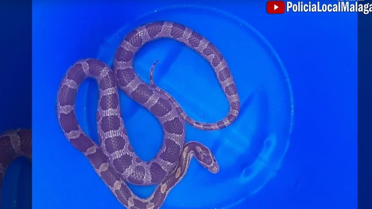 Segunda serpiente abandonada en un contenedor en Málaga Segunda serpiente abandonada en un contenedor en Málaga