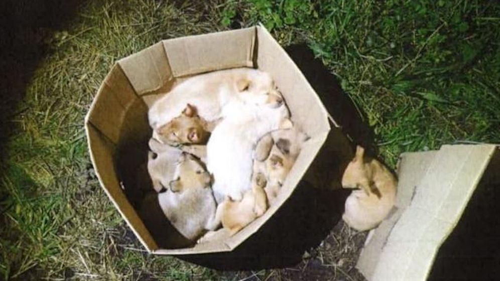 Los cachorros, dentro de una de las cajas de cartón.