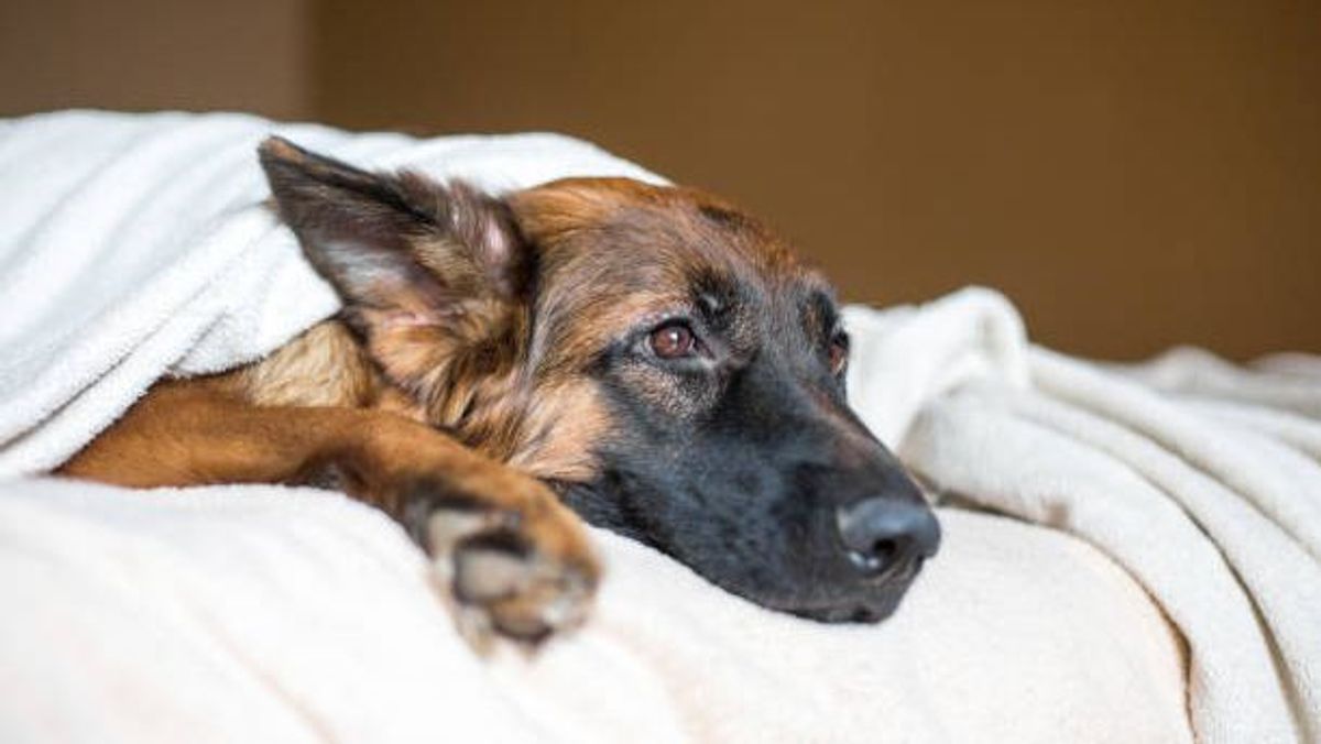 La temperatura corporal habitual de los perros no es la misma que la de los humanos La temperatura corporal habitual de los perros no es la misma que la de los humanos