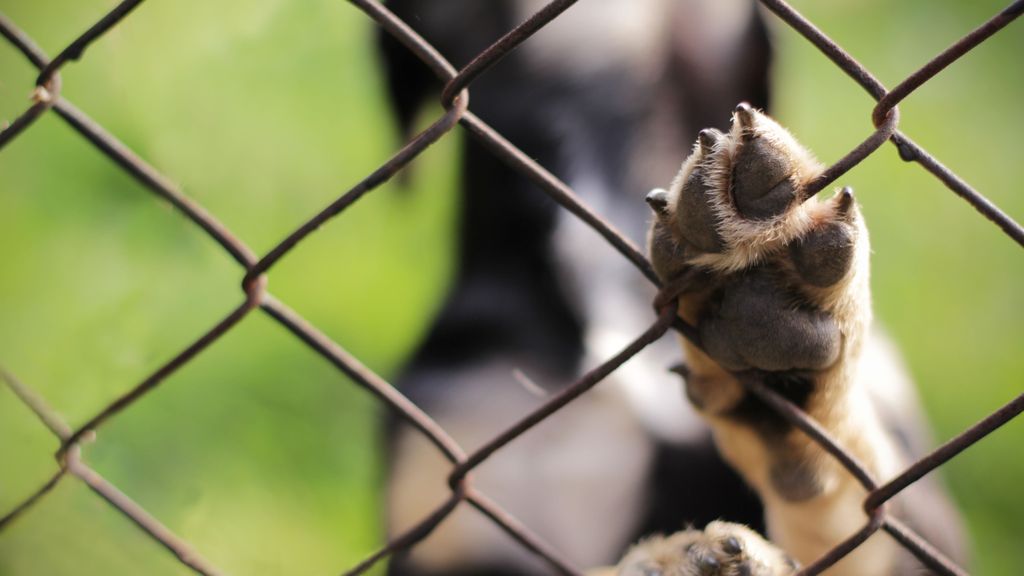 Una mujer denuncia que el feroz ataque de los cuatro perros de su vecina en Ourense: "Intentaron comerme viva"