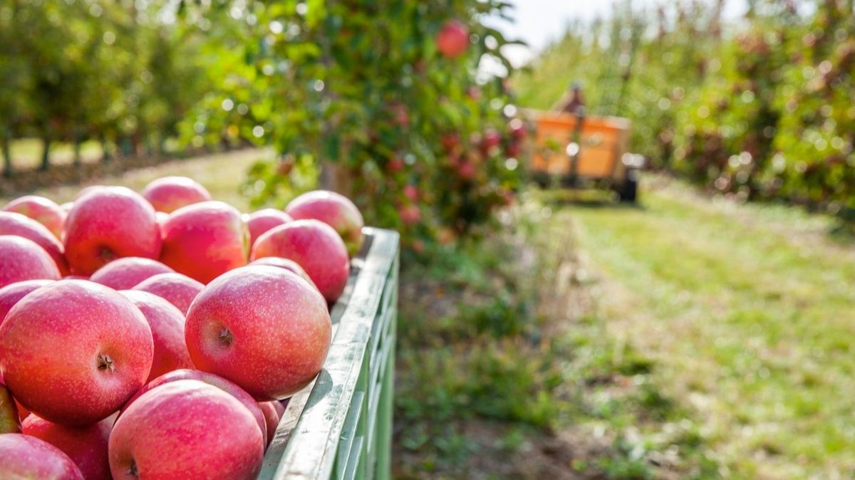 Trabajos de recogida de manzanas