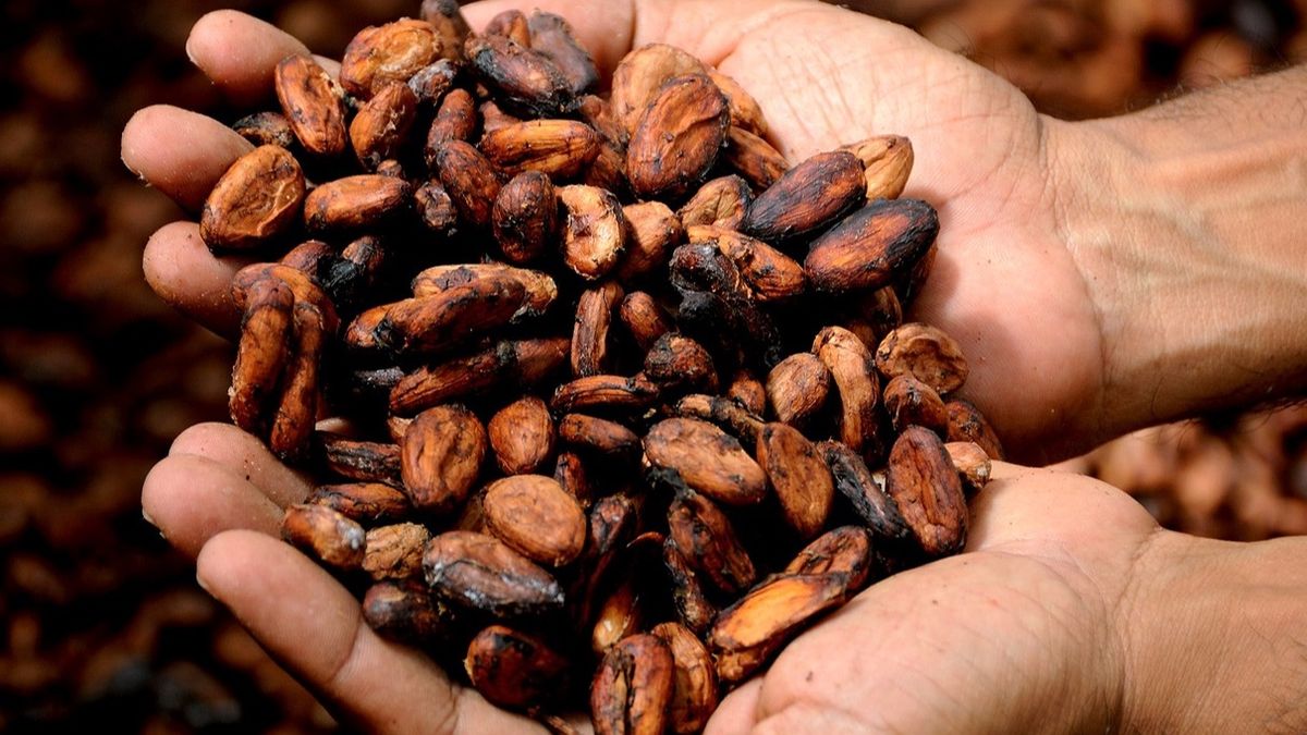cacao cambio climatico