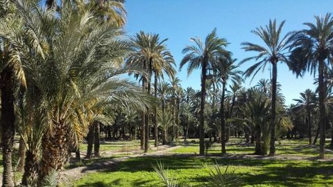 Plantar más árboles en ciudades puede evitar el 30% de las muertes por el  efecto isla de calor - NIUS