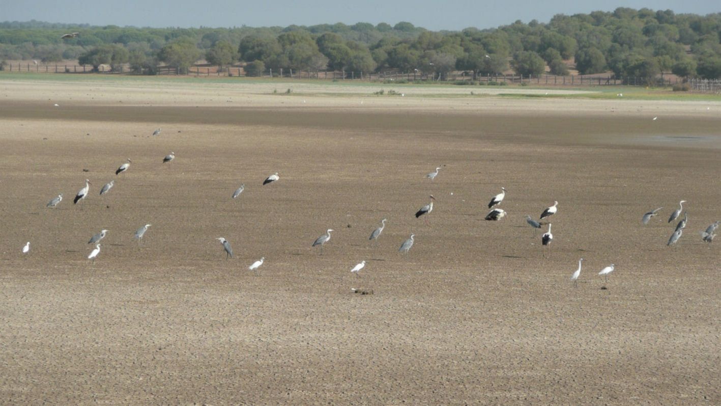La marisma de Doñana se seca
