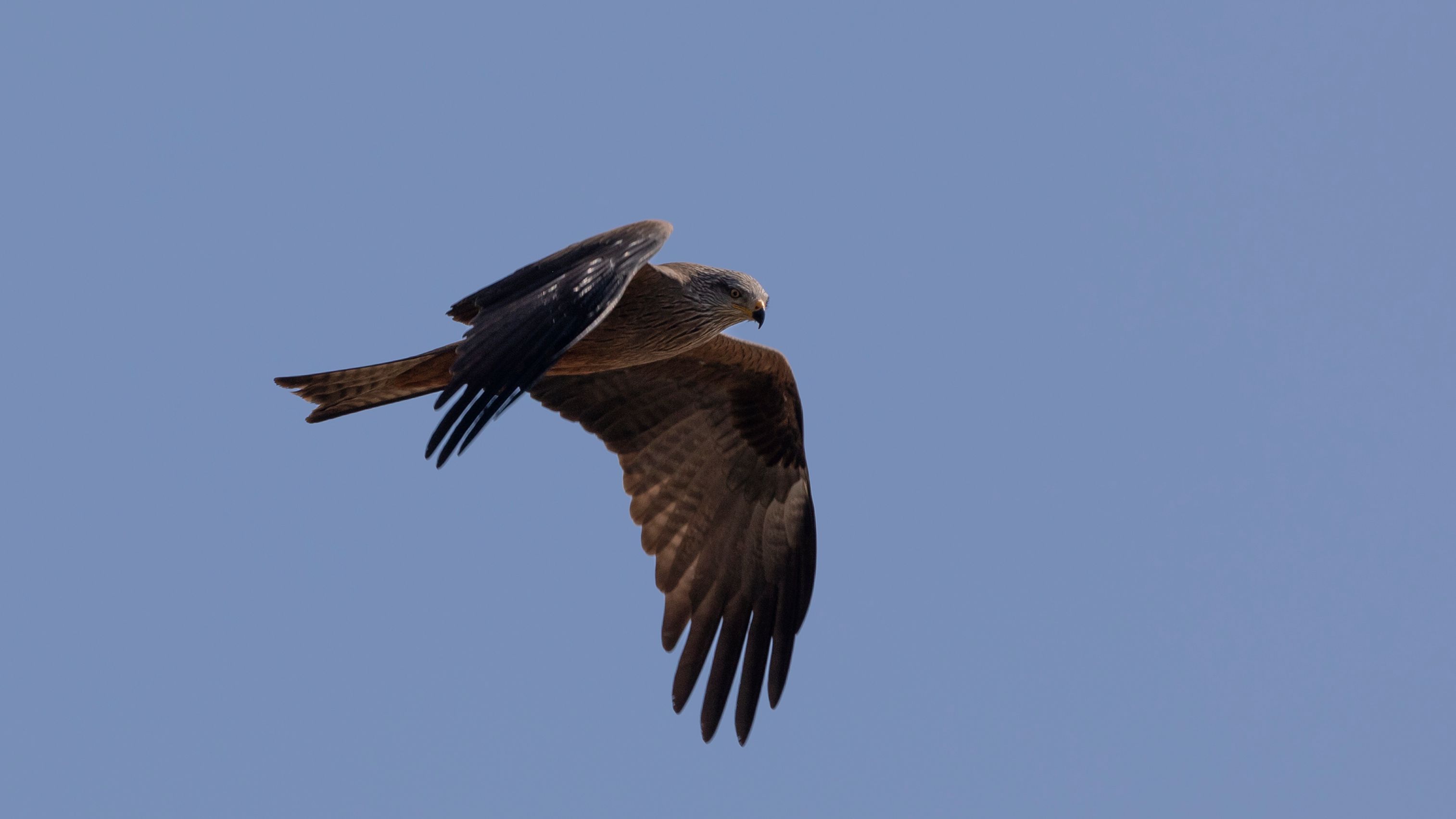 Milano real en Doñana