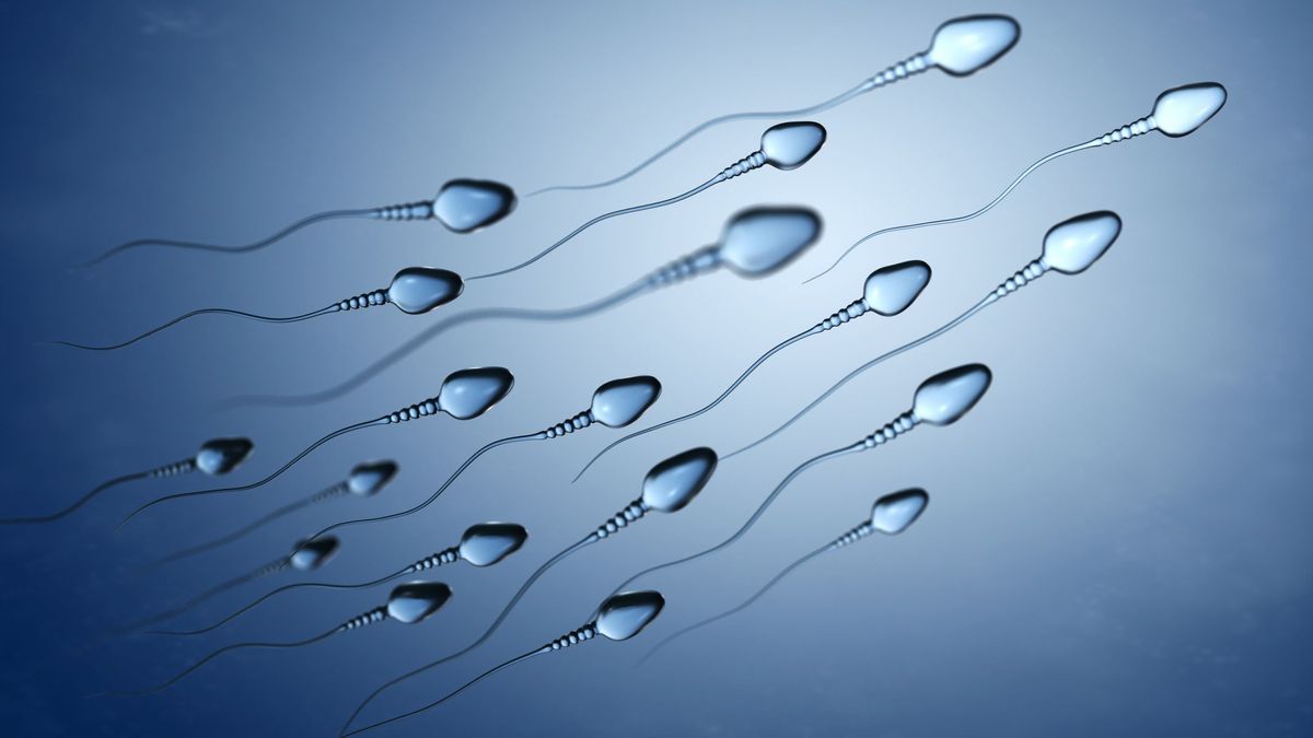 Los científicos buscan cómo reducir la producción de espermatozoides para avanzar en un anticonceptivo masculino