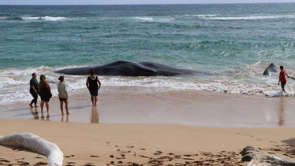 Una enorme ballena aparece en la costa de Hawái tras ingerir plástico