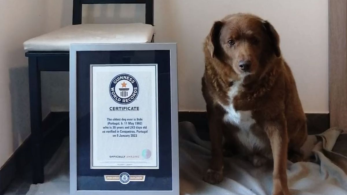 Bobi, el perro más viejo del mundo: bate el récord Guinness con sus 30 años de edad