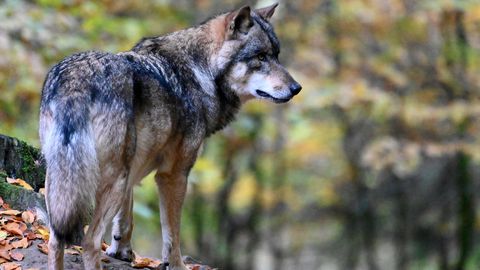 Snowy', el lobo más buscado de Alemania abre el debate sobre la caza tras  matar al poni de Von der Leyen - NIUS